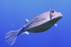 Kofferfisch.Vivid_