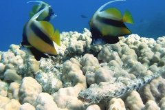 WimpelEidechs2.Vivid_