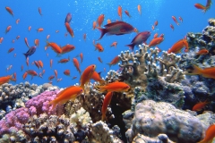 Riffbarsche20.Vivid_